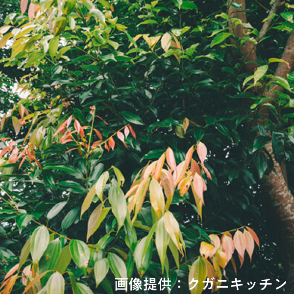 カラキ画像提供：クガニキッチン