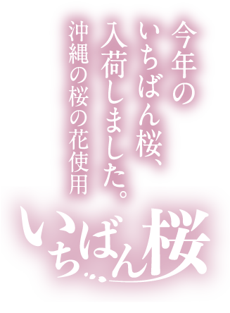 今年のいちばん桜入荷しました。オリオンいちばん桜