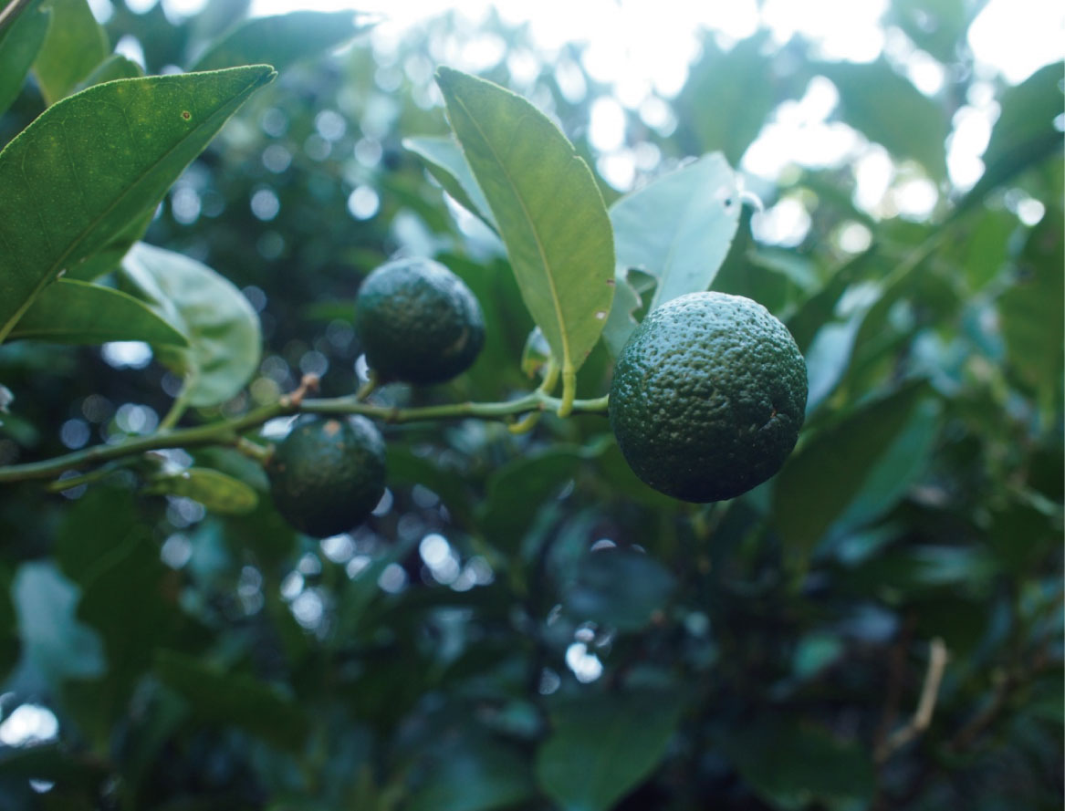 青切りシークヮーサーの画像