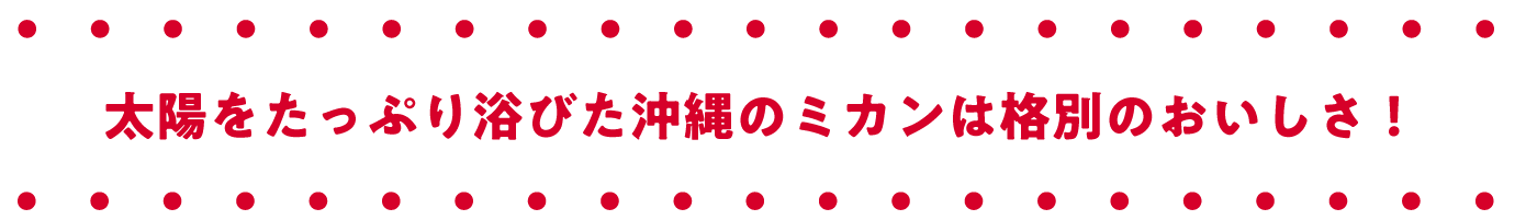 太陽をたっぷり浴びた沖縄のミカンは格別のおいしさ！