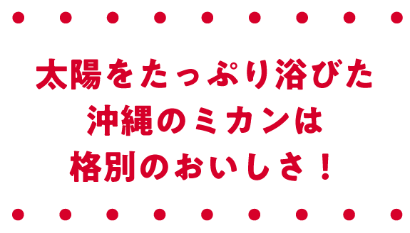 太陽をたっぷり浴びた沖縄のミカンは格別のおいしさ！