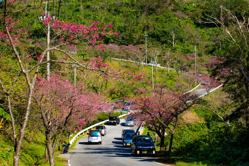 沖縄にひと足早く春を告げる カンヒザクラ 寒緋桜 22年桜まつり情報も オリオンストーリー