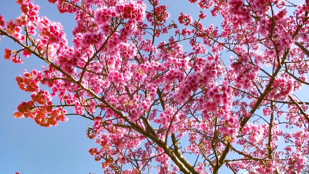 ひと足早く沖縄に春を告げる カンヒザクラ 寒緋桜 オリオンストーリー