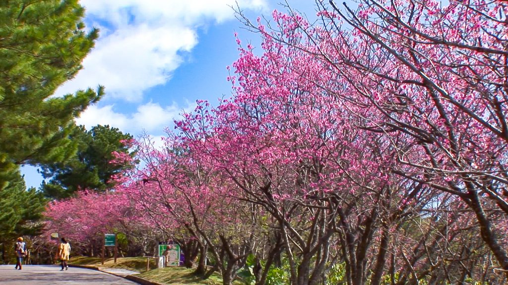 沖縄にひと足早く春を告げる、カンヒザクラ（寒緋桜）。2022年桜まつり情報ものイメージ写真