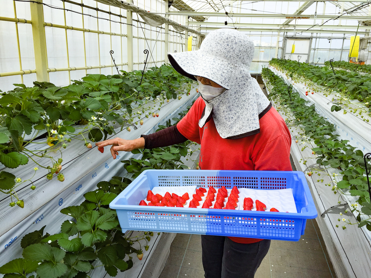 読谷村いちごBerry Moon」生産者インタビュー｜沖縄での地産地消イチゴ