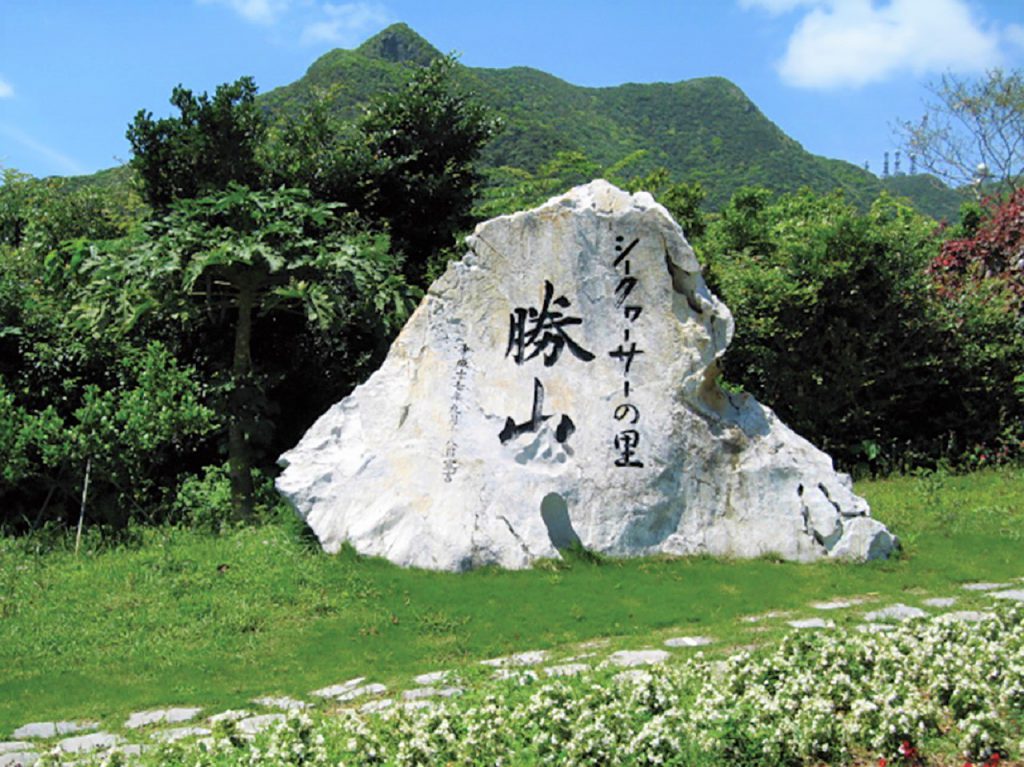 隠された効能に驚き 沖縄県産 シークヮーサー の魅力とは オリオンストーリー