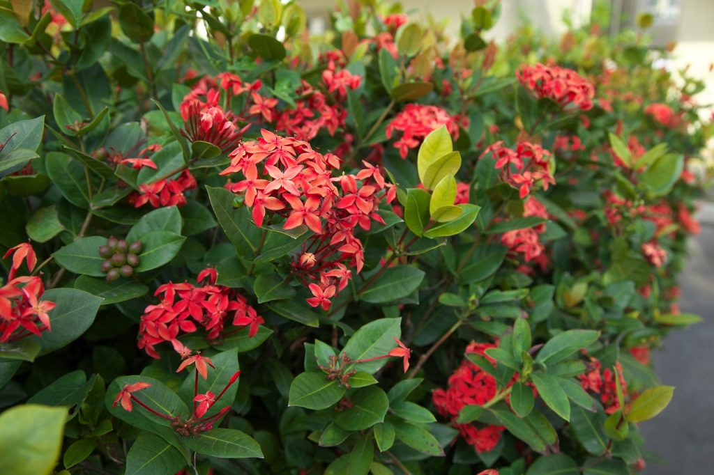 沖縄の県花から幻の花まで 沖縄を訪れたからには見たい 南国の花々7選 オリオンストーリー