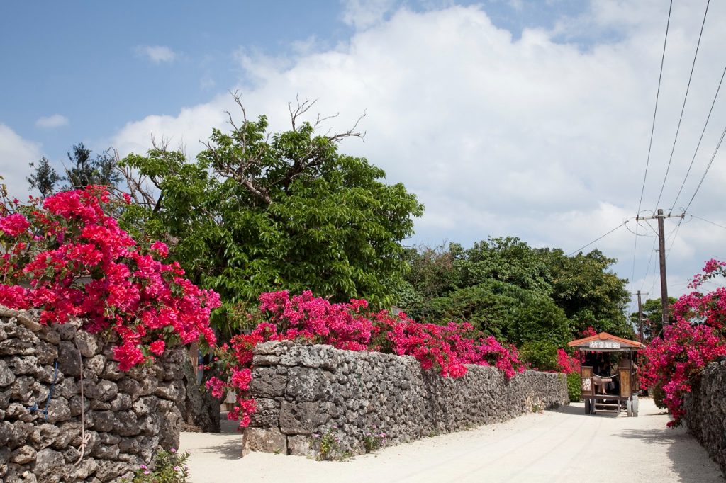 沖縄の県花から幻の花まで 沖縄を訪れたからには見たい 南国の花々7選 オリオンストーリー