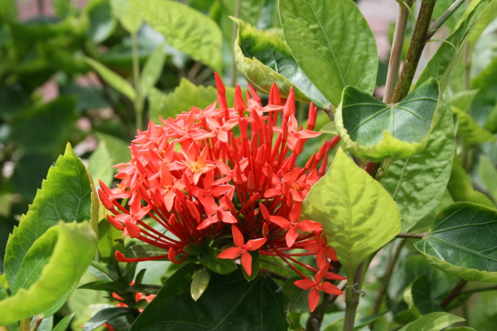 沖縄の県花から幻の花まで 沖縄を訪れたからには見たい 南国の花々7選 オリオンストーリー