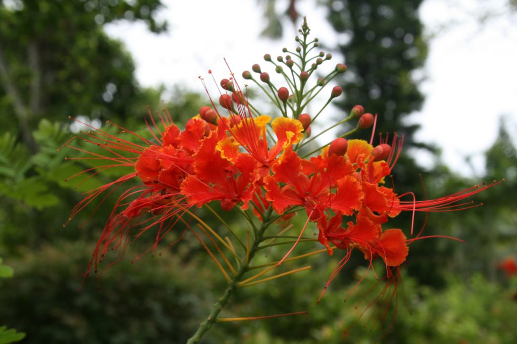 沖縄の県花から幻の花まで 沖縄を訪れたからには見たい 南国の花々7選 オリオンストーリー