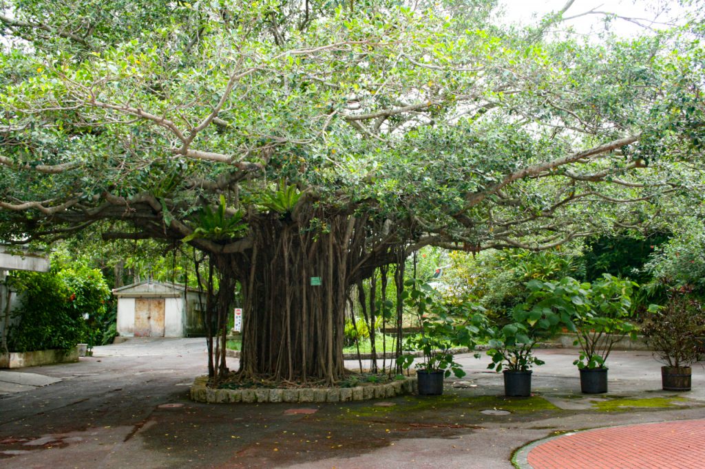 沖縄 に 自生 する 木