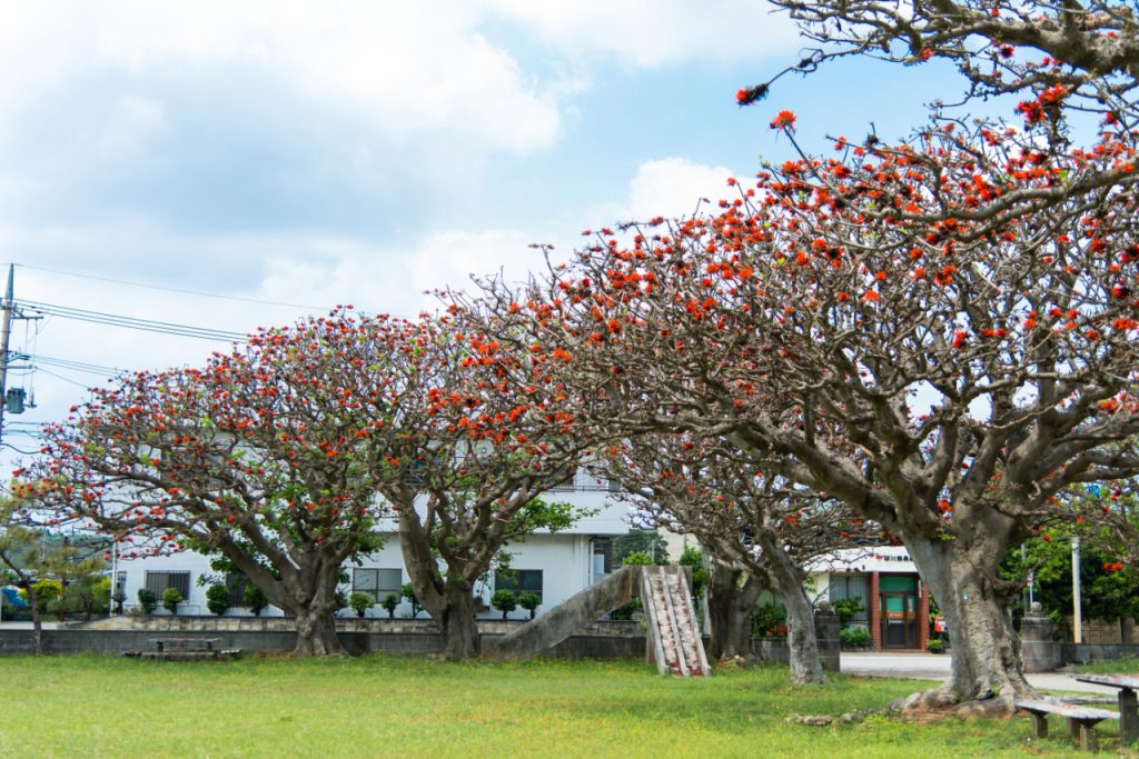 沖縄の県花から幻の花まで 沖縄を訪れたからには見たい 南国の花々7選 オリオンストーリー