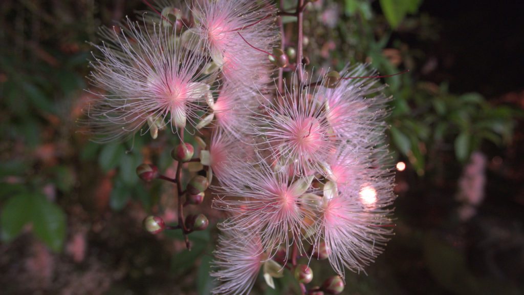 沖縄の県花から幻の花まで 沖縄を訪れたからには見たい 南国の花々7選 オリオンストーリー