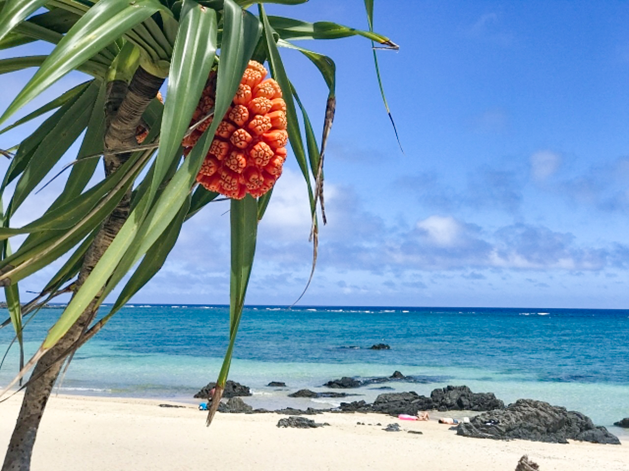 街路や海辺で見かける 沖縄のちょっと気になる植物7選 オリオンストーリー