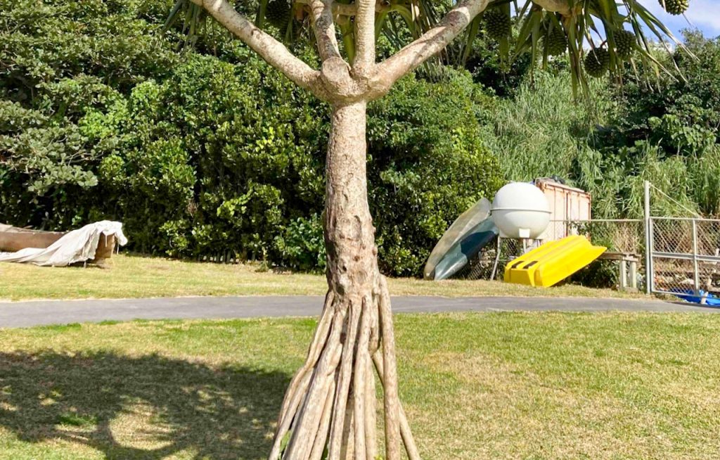 街路や海辺で見かける 沖縄のちょっと気になる植物7選 オリオンストーリー