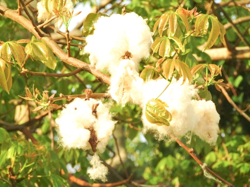 街路や海辺で見かける 沖縄のちょっと気になる植物7選 オリオンストーリー