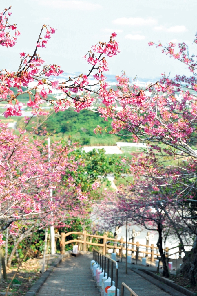 沖縄にひと足早く春を告げる カンヒザクラ 寒緋桜 22年桜まつり情報も オリオンストーリー