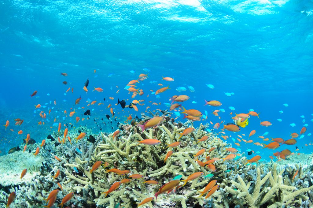 世界に誇る島の宝物 美しい沖縄のサンゴについて知ろう！ – オリオンストーリー