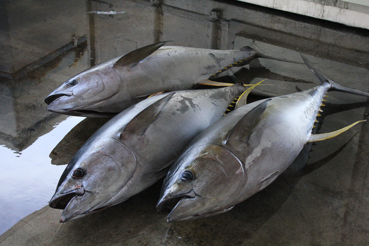 沖縄に来たら生マグロ 日本有数の漁獲量を誇る沖縄のマグロ オリオンストーリー