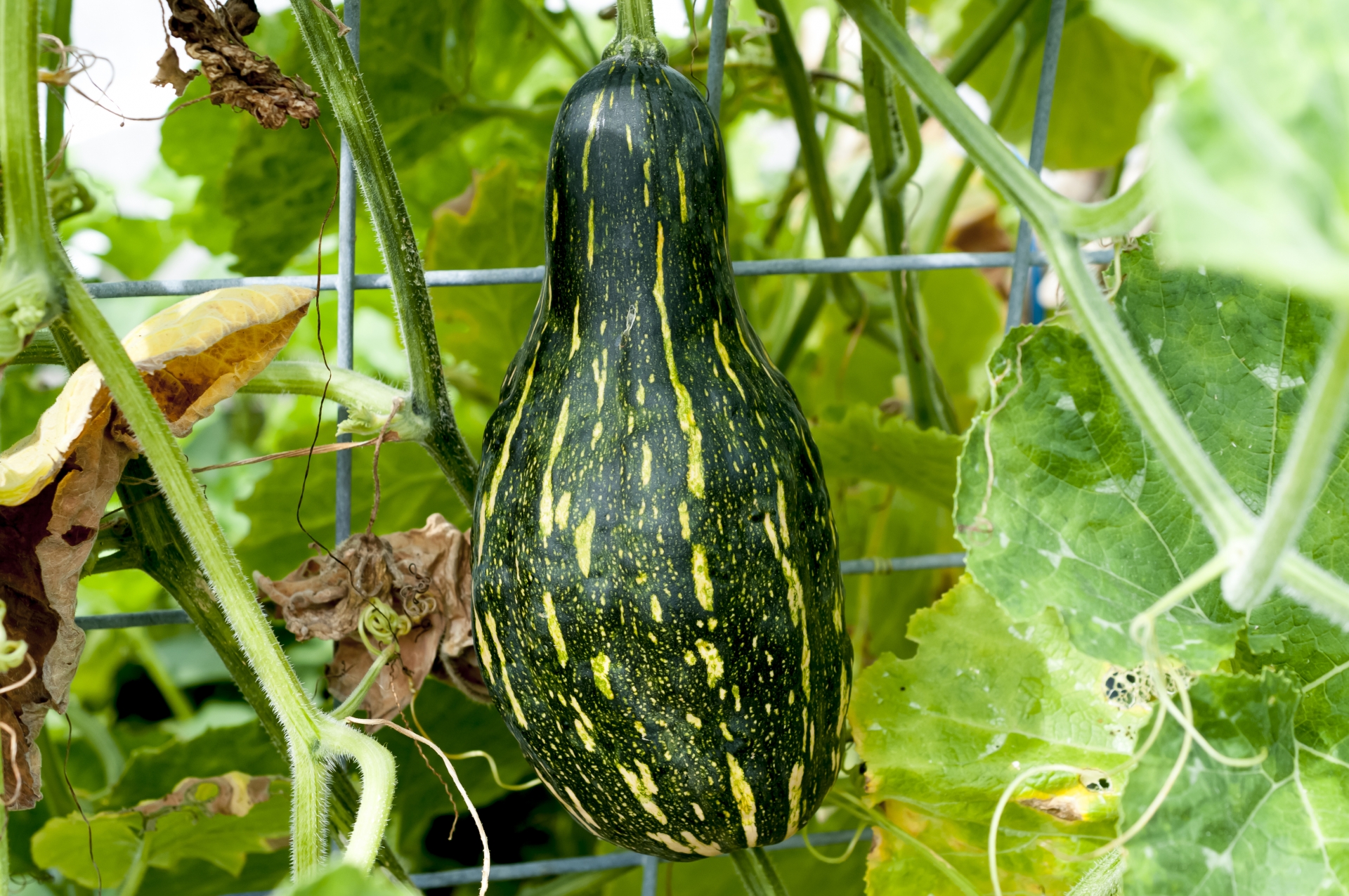 11月に食べたい 沖縄の旬の食材 おいしい食べ方 オリオンストーリー