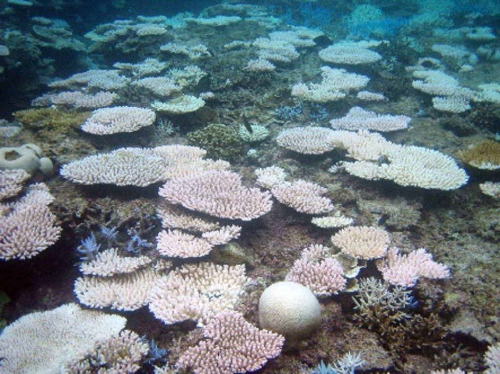 美しいサンゴが真っ白に!?　今沖縄の海で起きていること＜前編＞のイメージ写真