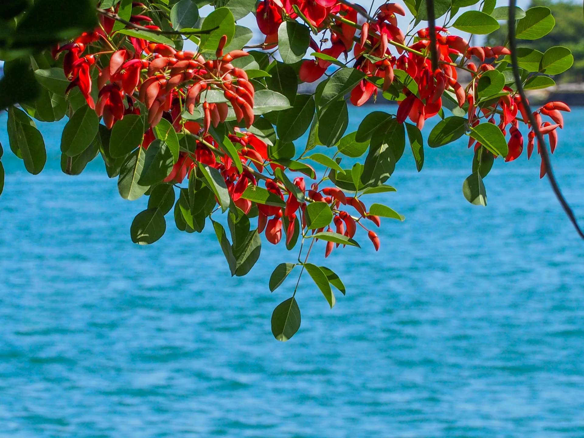 南の島を華やかに彩る沖縄の花たち【春編】 – オリオンストーリー